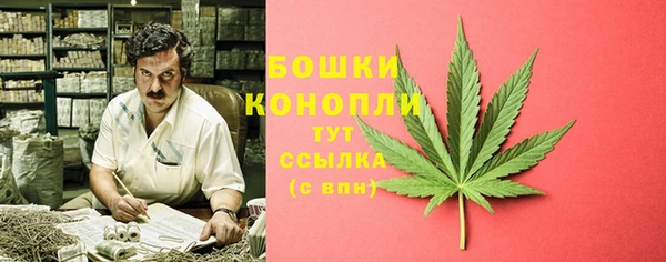 прущие грибы Аркадак